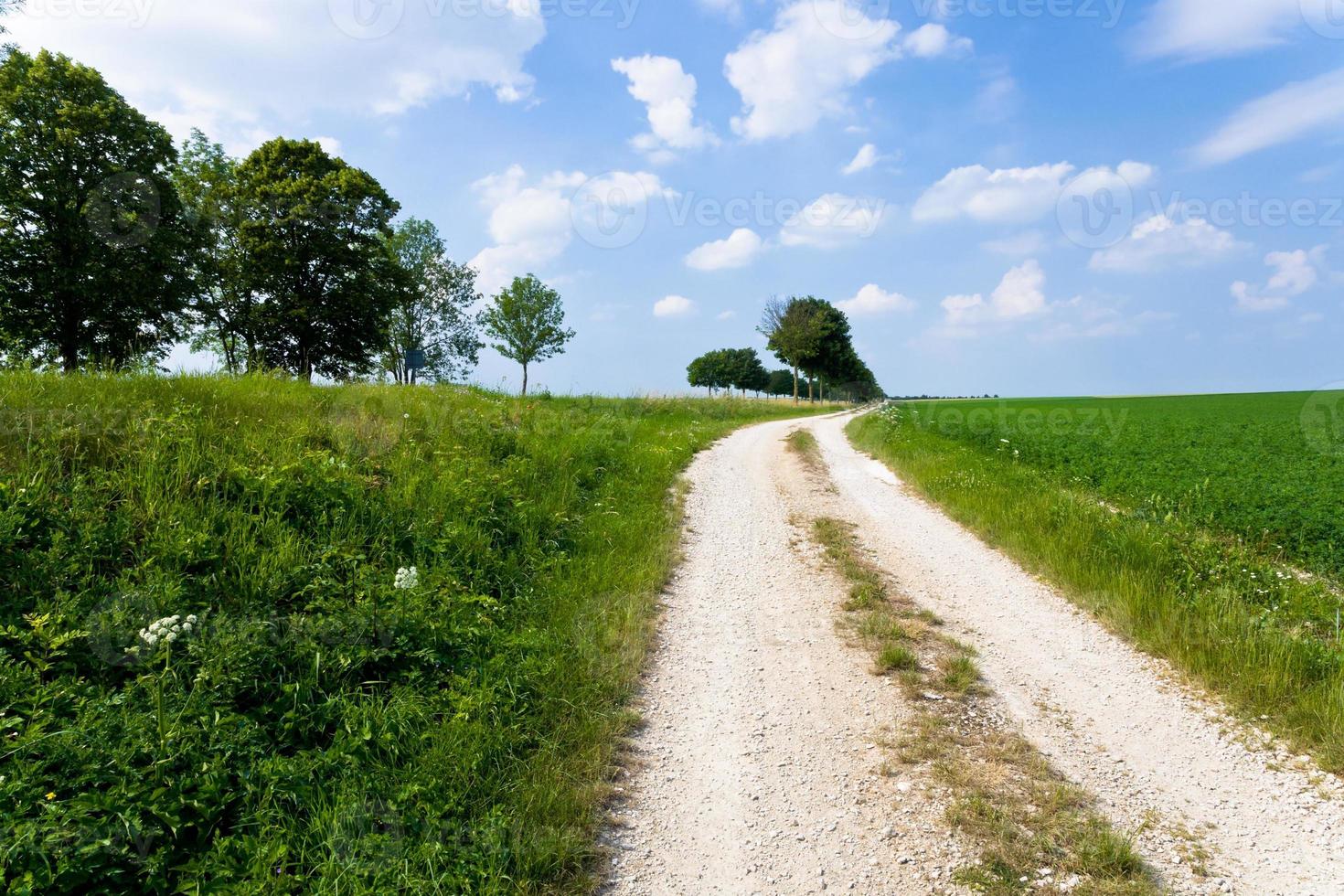 Land väg längs lusern fält foto