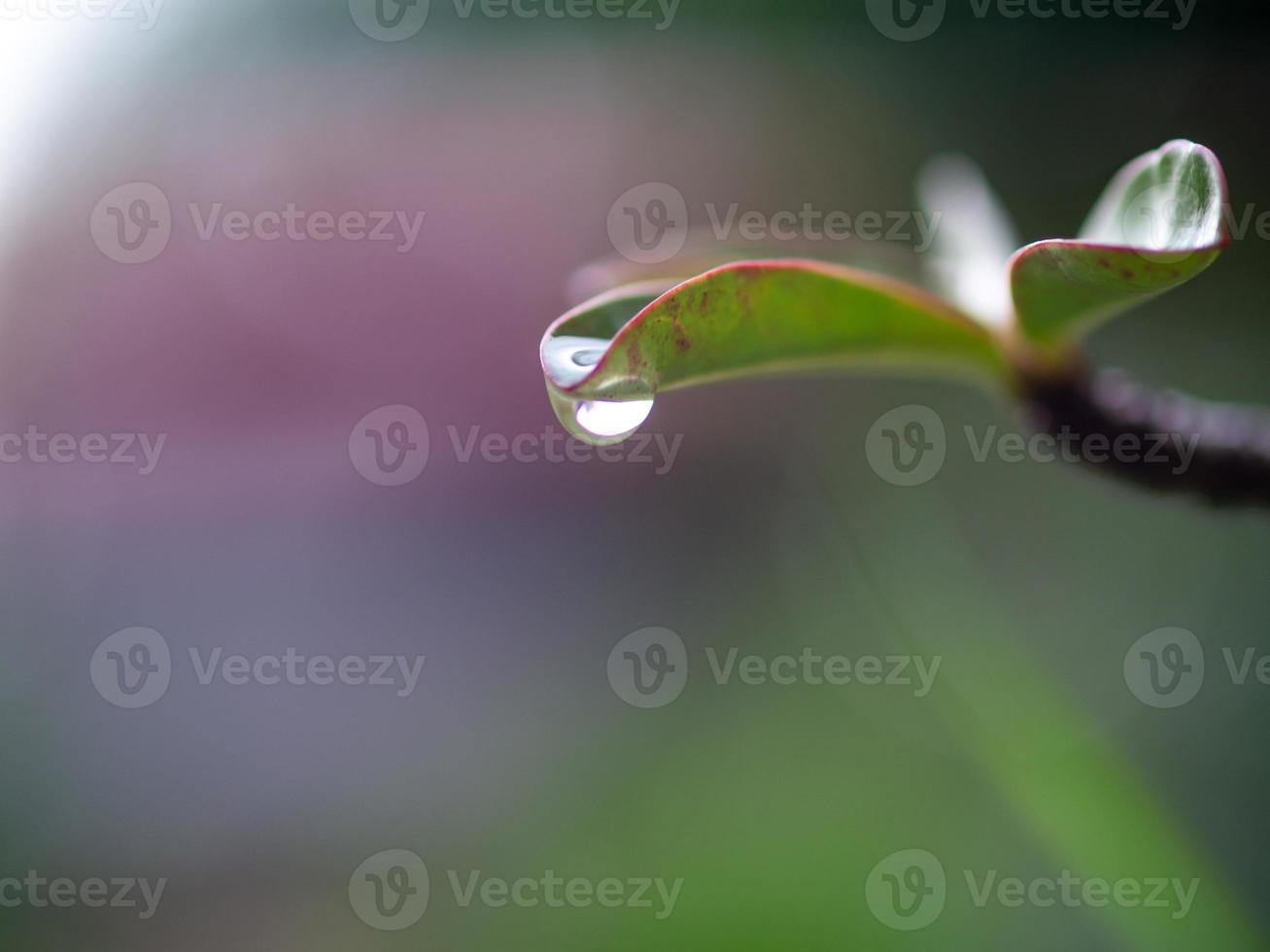 vatten droppande från löv foto