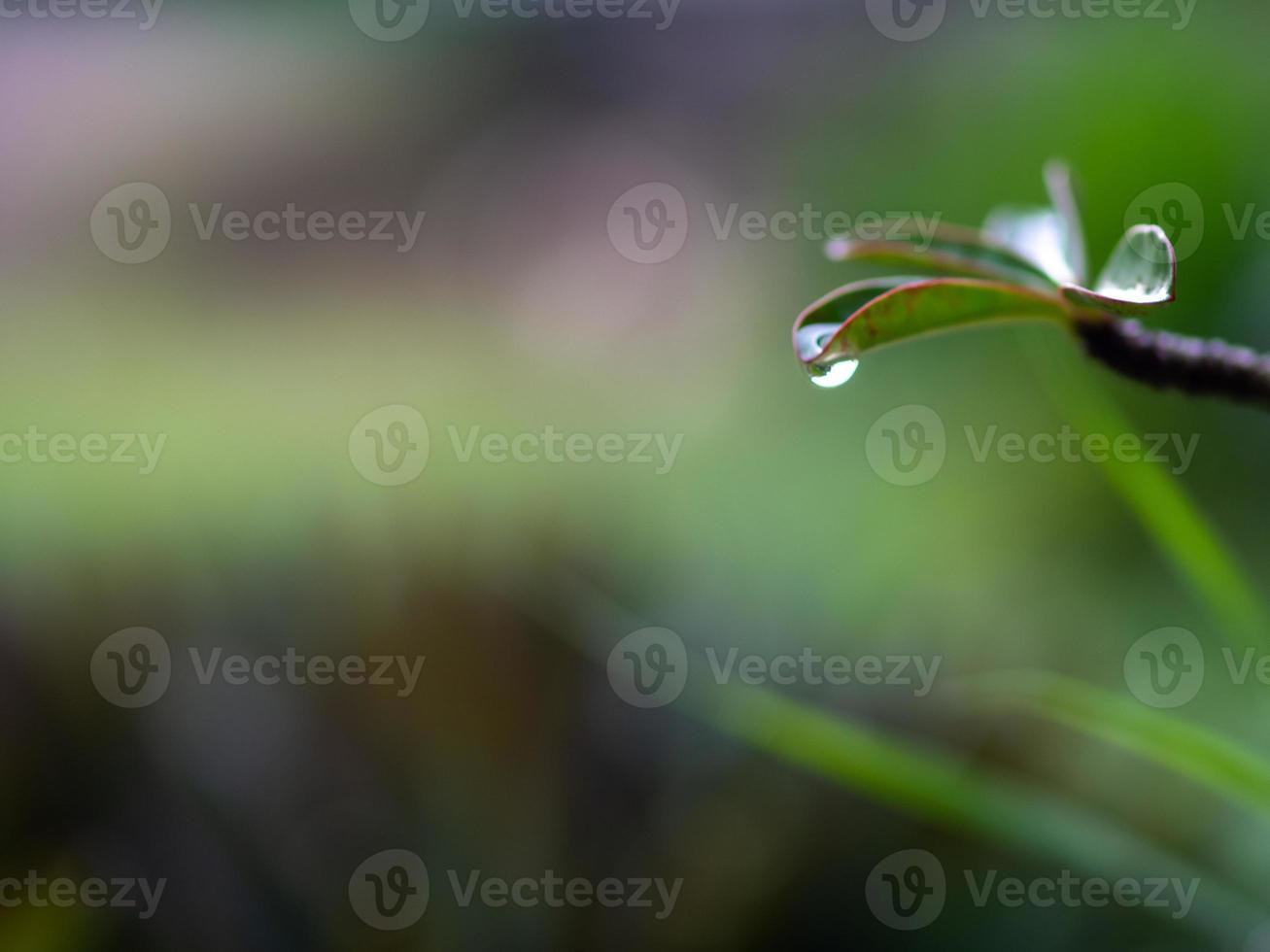 vatten droppande från löv foto