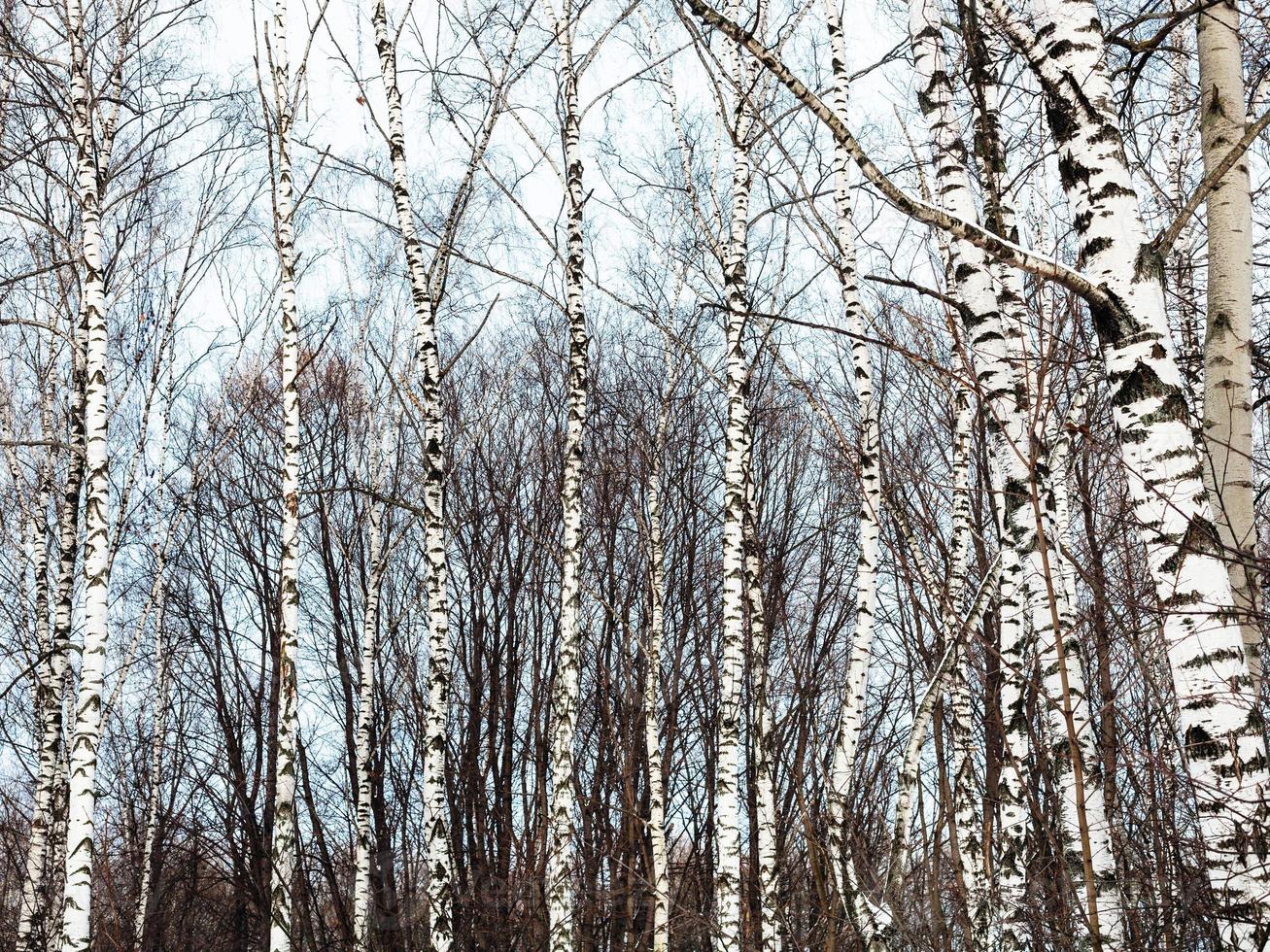 björk träd trunkar och kall blå vinter- himmel foto