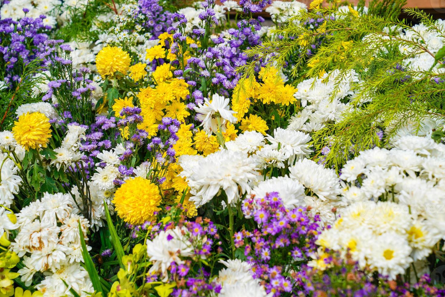 blandad blommor gul kosmos, vit orkide, ringblomma till vara anordnad i ett zon., thailand. foto