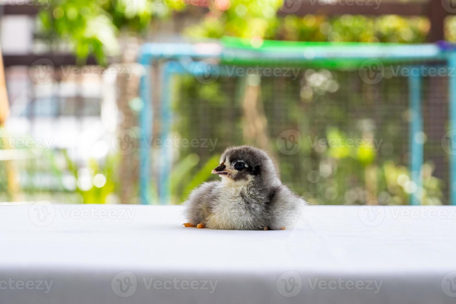 svart baby australorp brud sitter på vitt tyg täcker bordet med bokeh och suddig trädgård på ett utomhusfält foto