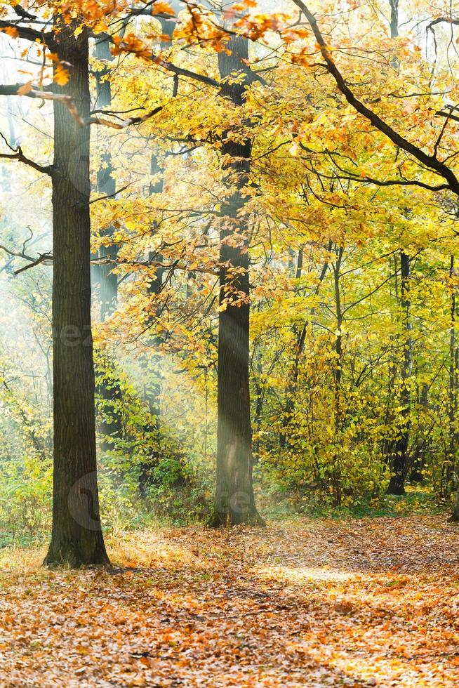 Sol strålar belyst gräsmatta i höst skog foto