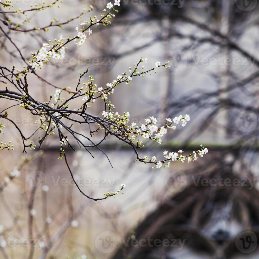 vår blomma och medeltida vägg, paris foto