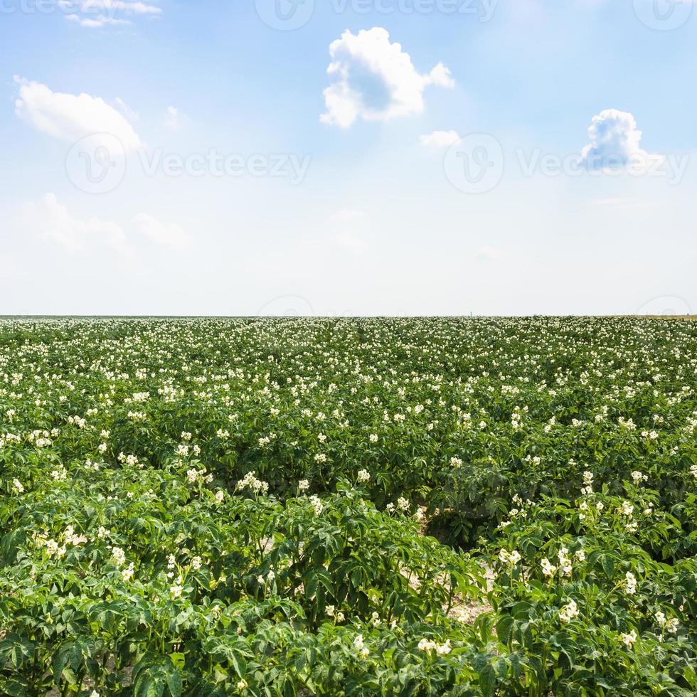 grön potatis fält i Frankrike foto