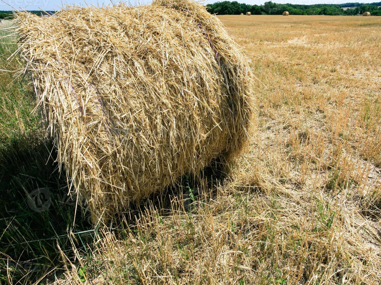 bal av sugrör på hö fält i val de loire område foto