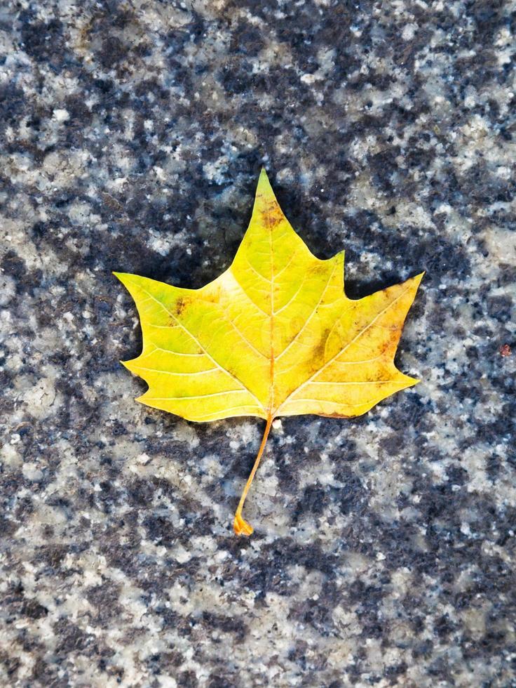 gul lönn blad på sten trottoar foto