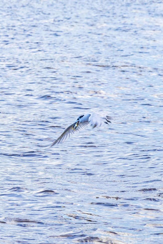 flygande fiskmås fågel fångst mat fisk ut de vatten Mexiko. foto