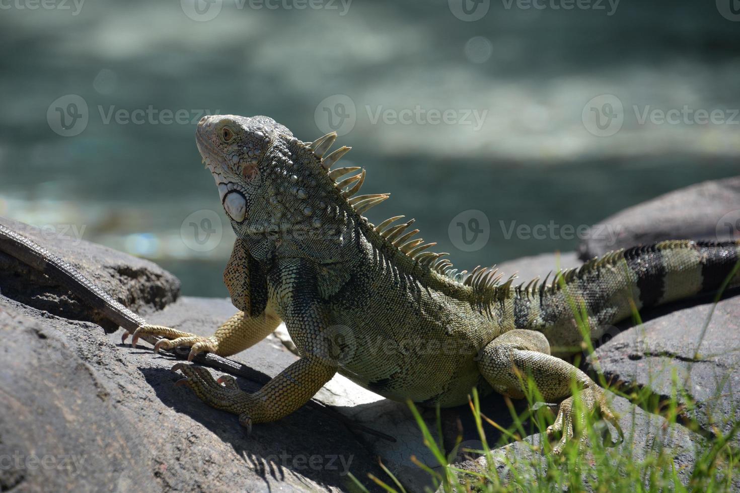 leguan med lång tår och naglar på en sten foto