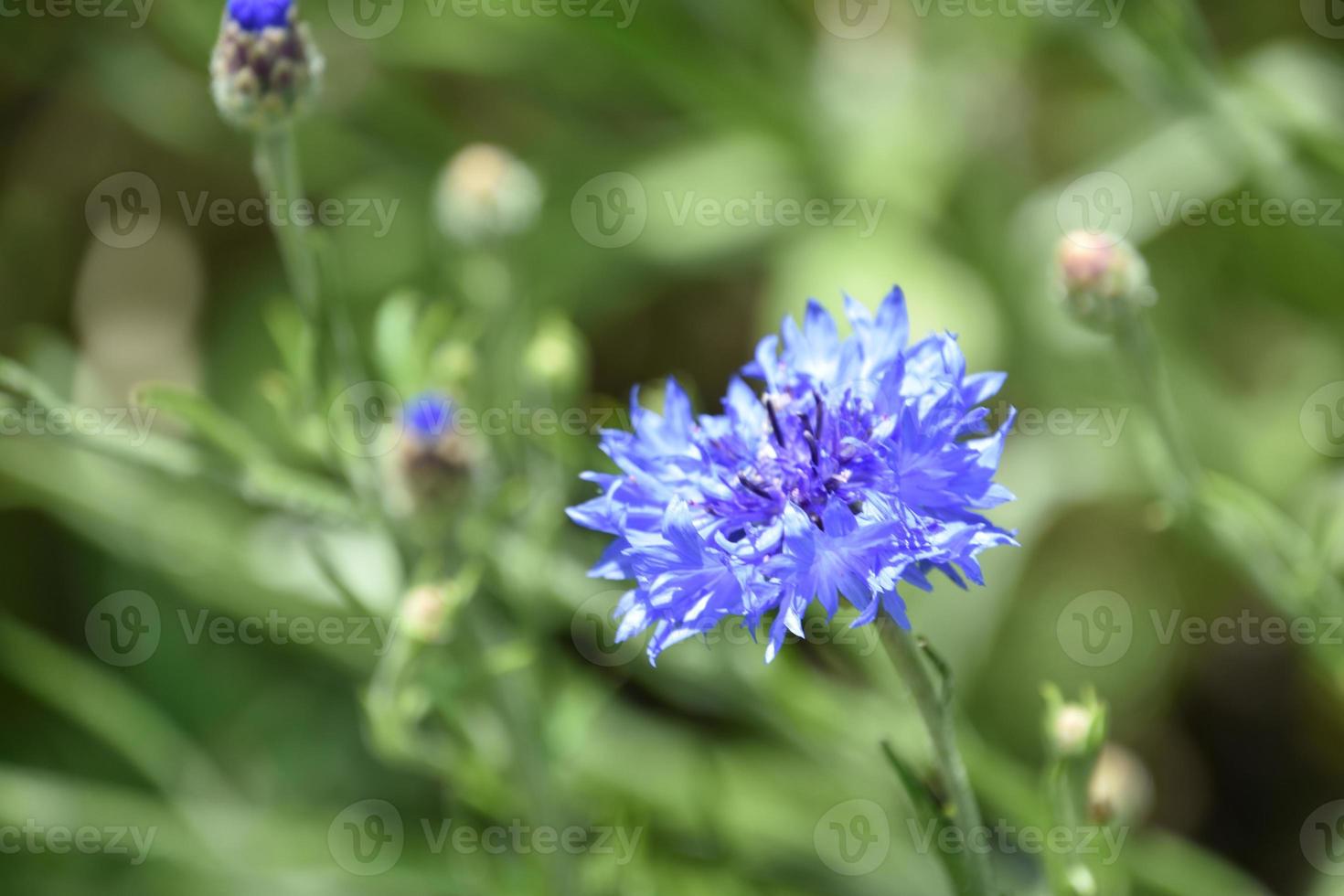 blå blåklint blomning och blommande i en trädgård foto