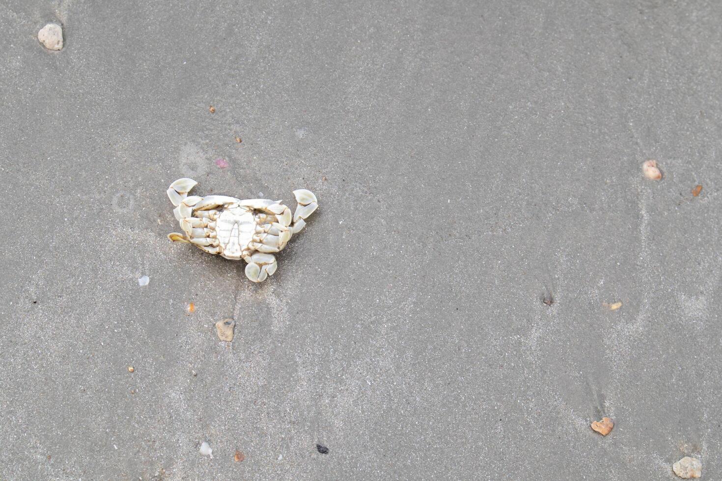 de död- liggande på rygg krabba på de sand och små sten på de strand, de sand är våt foto