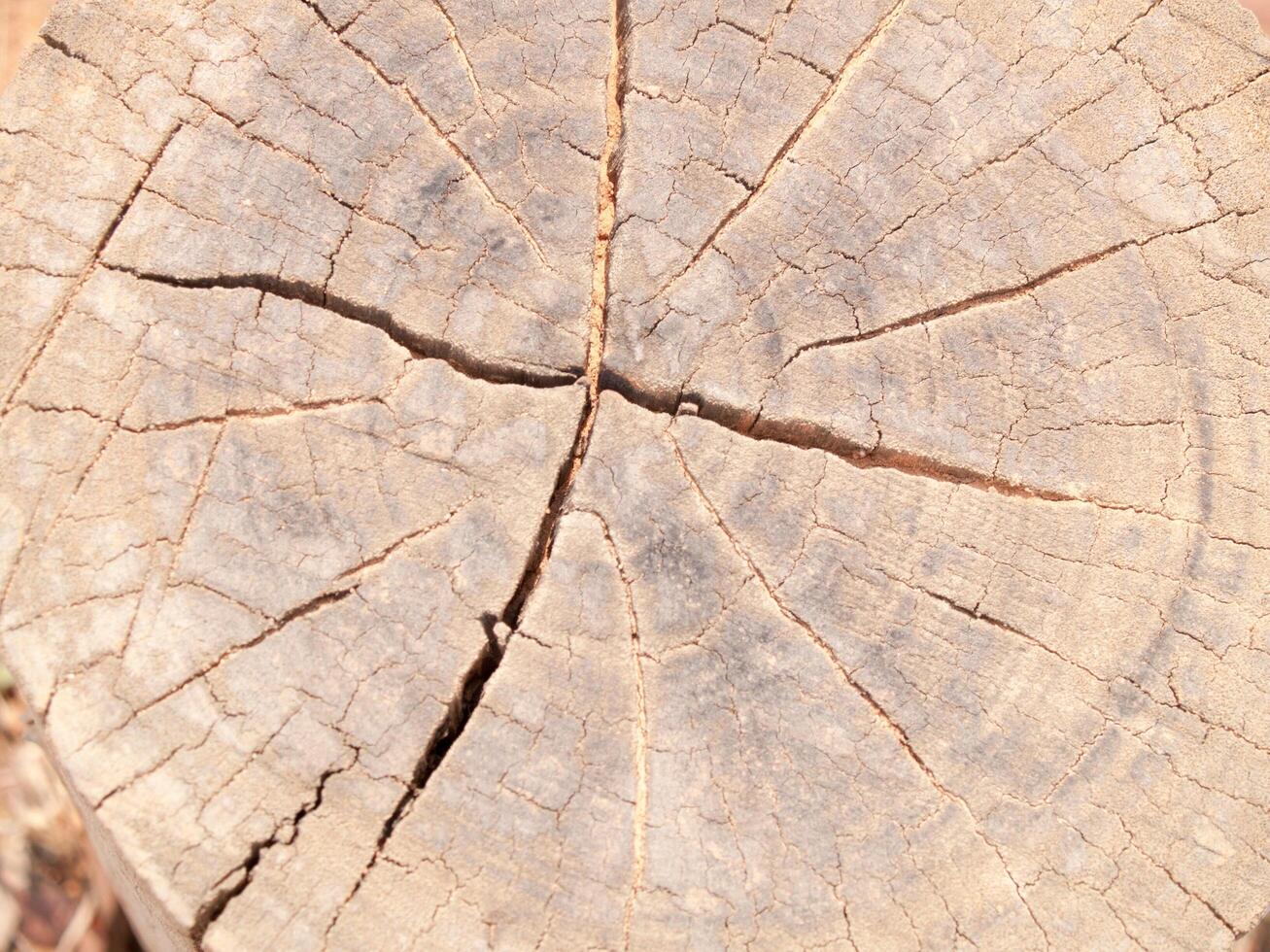 de textur stänga upp av träd stubbe med ha sprickor av stubbar använda sig av för bakgrund bilder foto