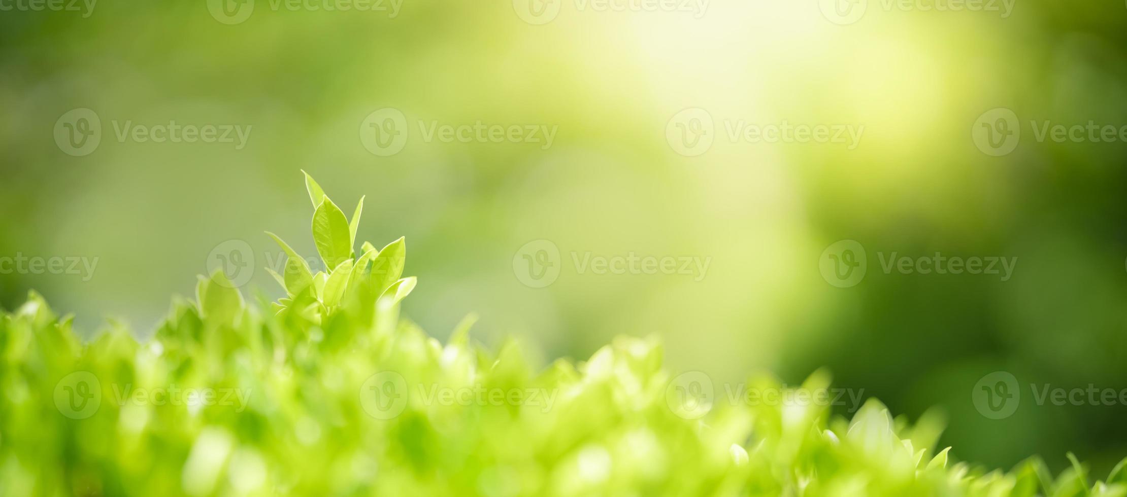 närbild av vacker naturvy gröna blad på suddig grön bakgrund i trädgården med kopia utrymme som använder som bakgrund försättsblad koncept. foto
