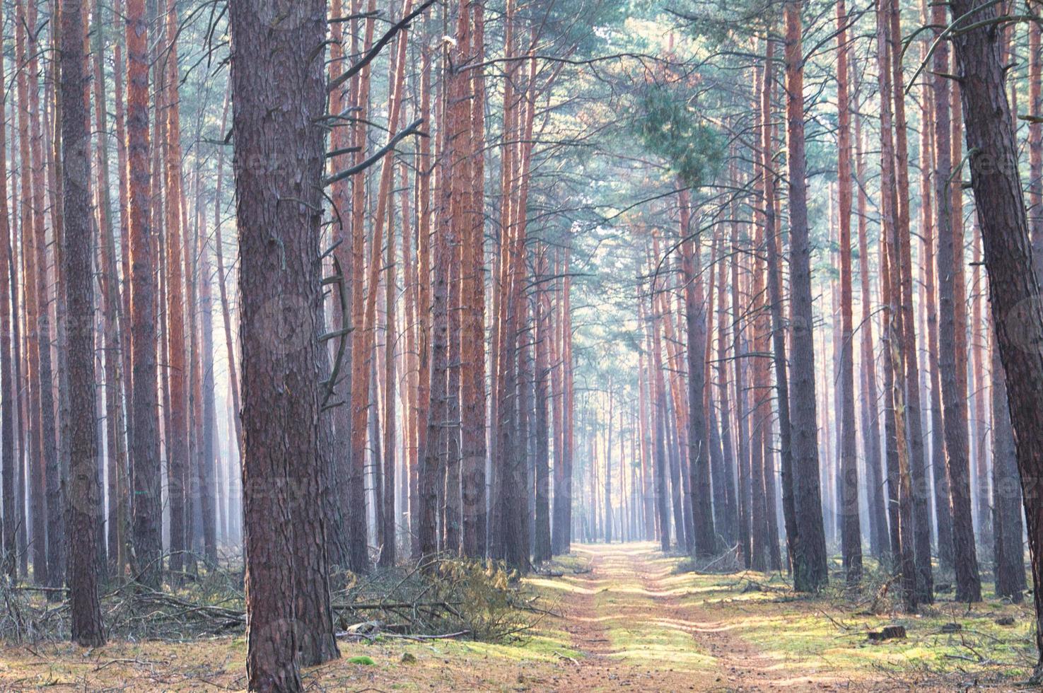 solljus faller genom en skog av tall träd. romantisk, mytisk natur humör. foto