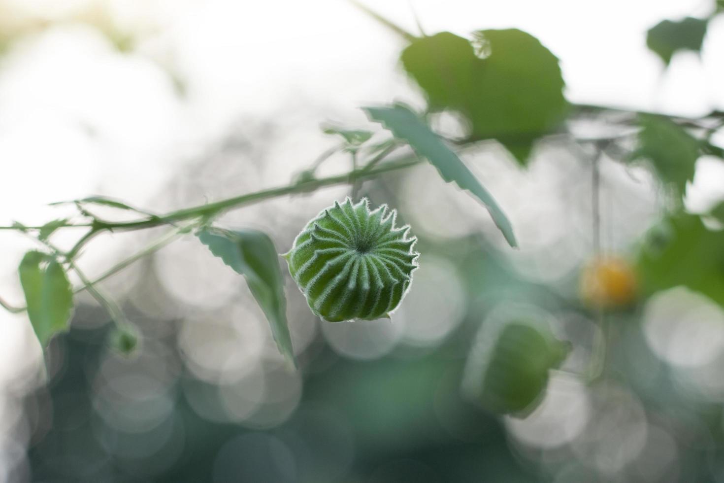 indisk malva, kinesisk klocka blomma, Land malva eller abutilon indicum på träd i de trädgård är en thai ört. foto