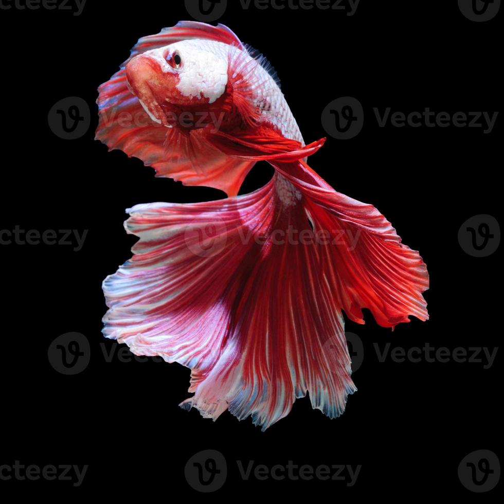 vit röd betta fisk foto