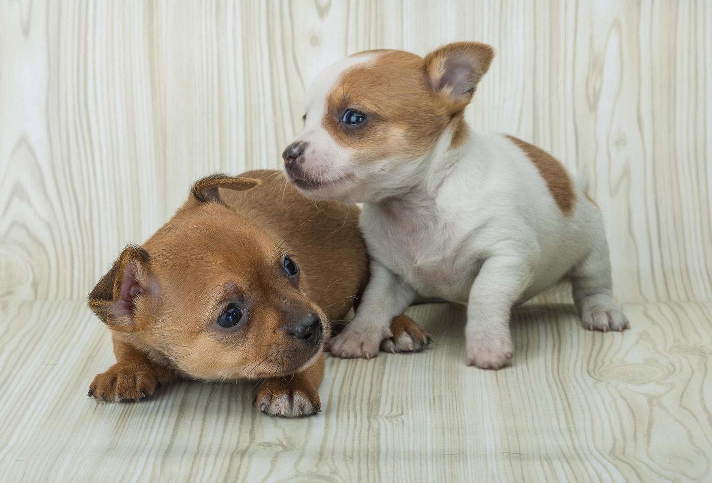 chihuahua på trä bakgrund foto