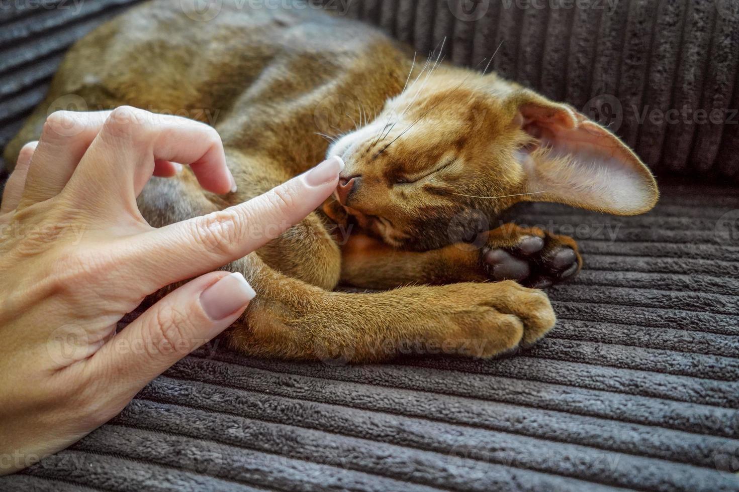 en härlig abessinier kattunge Sammanträde på de soffa i de levande rum foto