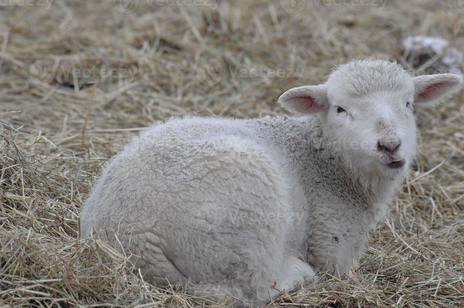 fåren på en vinter- fält foto