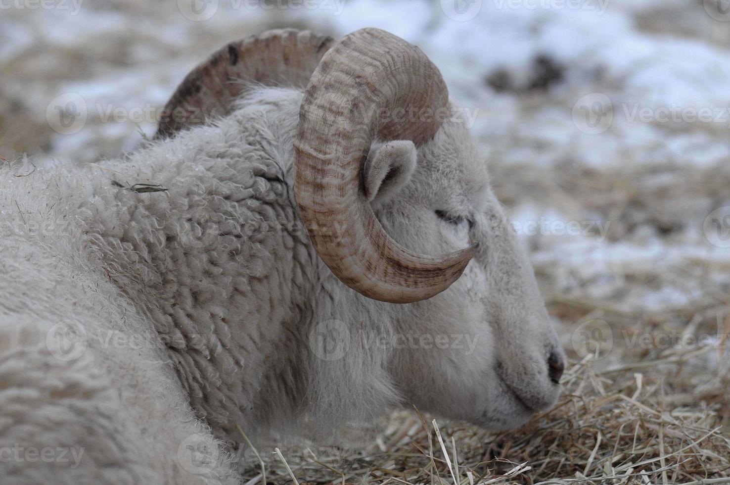 fåren på en vinter- fält foto