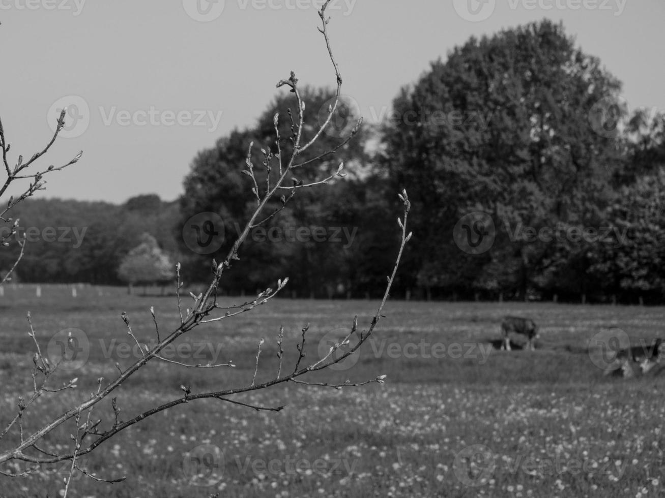 i de tysk muensterland foto