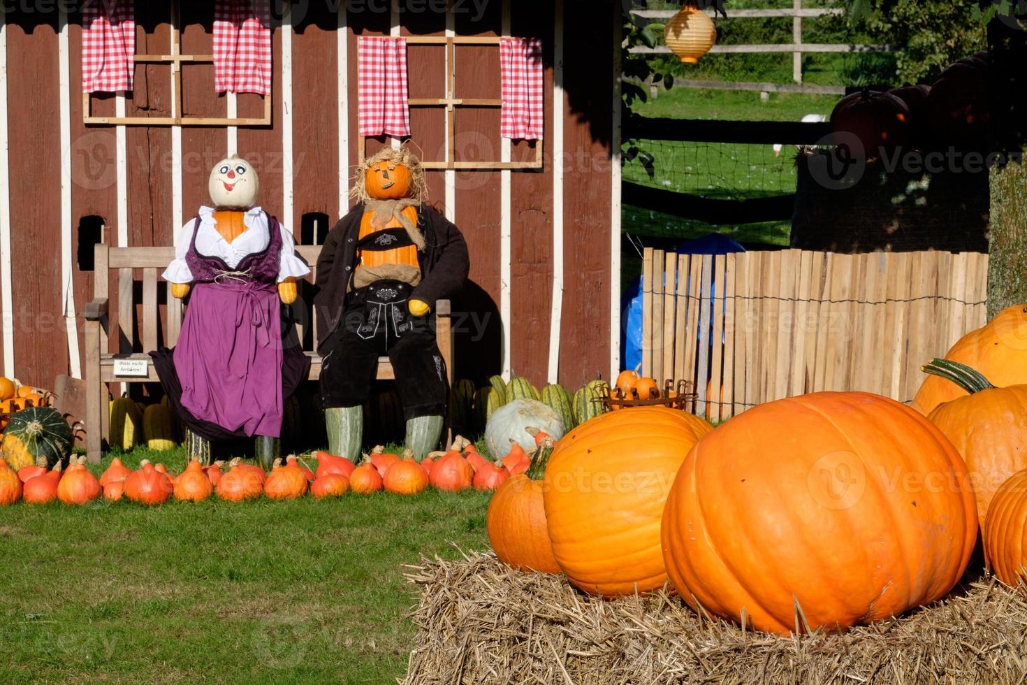 många orange pumpor foto