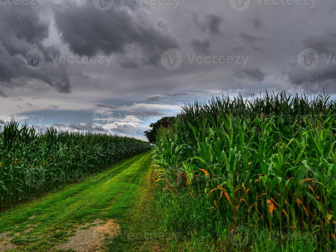 i de tysk muensterland foto