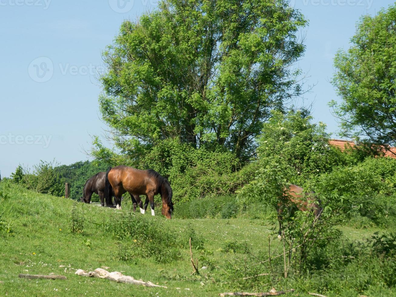 de tysk baumberge nära bilderbeck foto