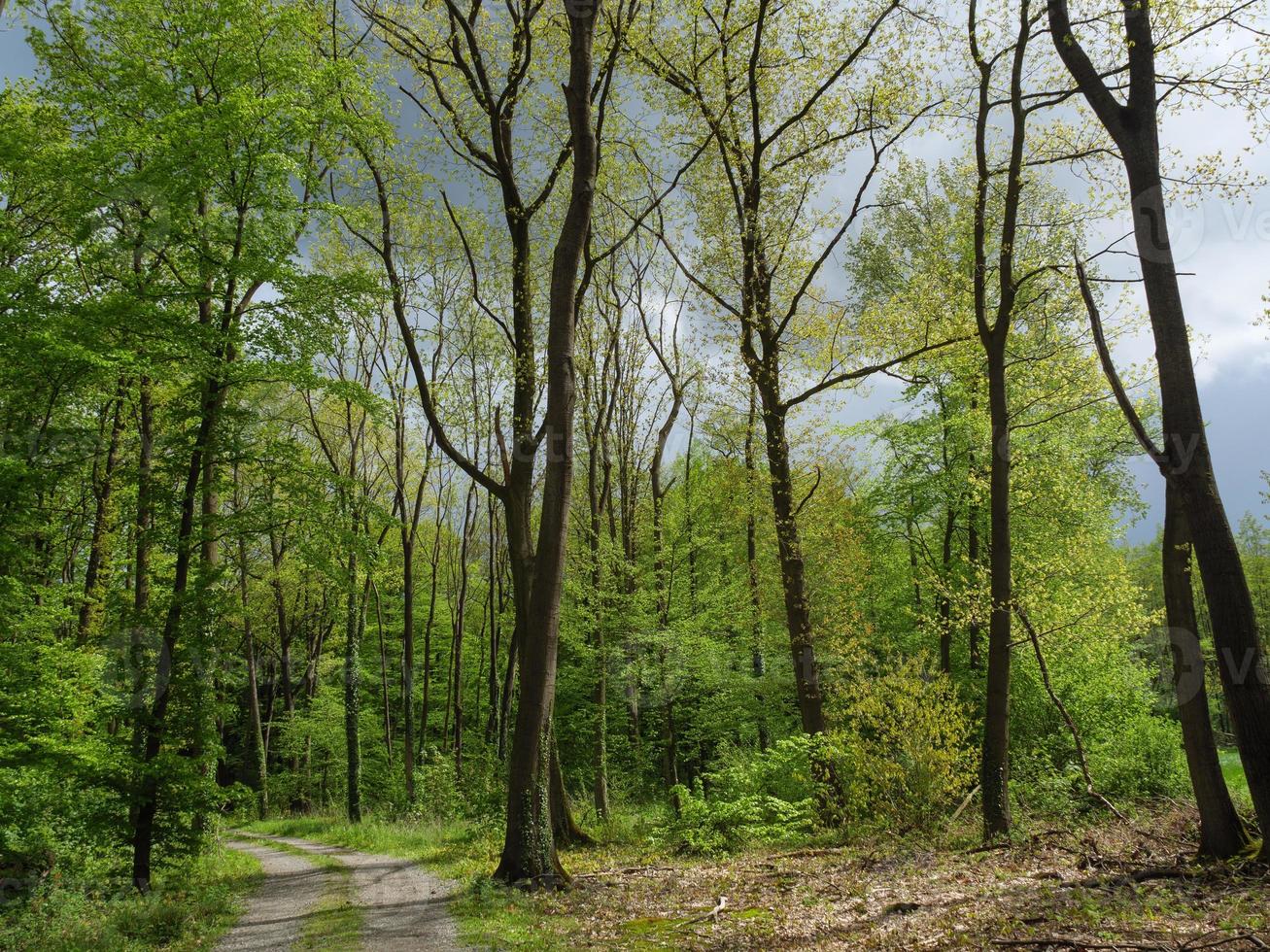 vandring i en skog nära ahaus Tyskland foto