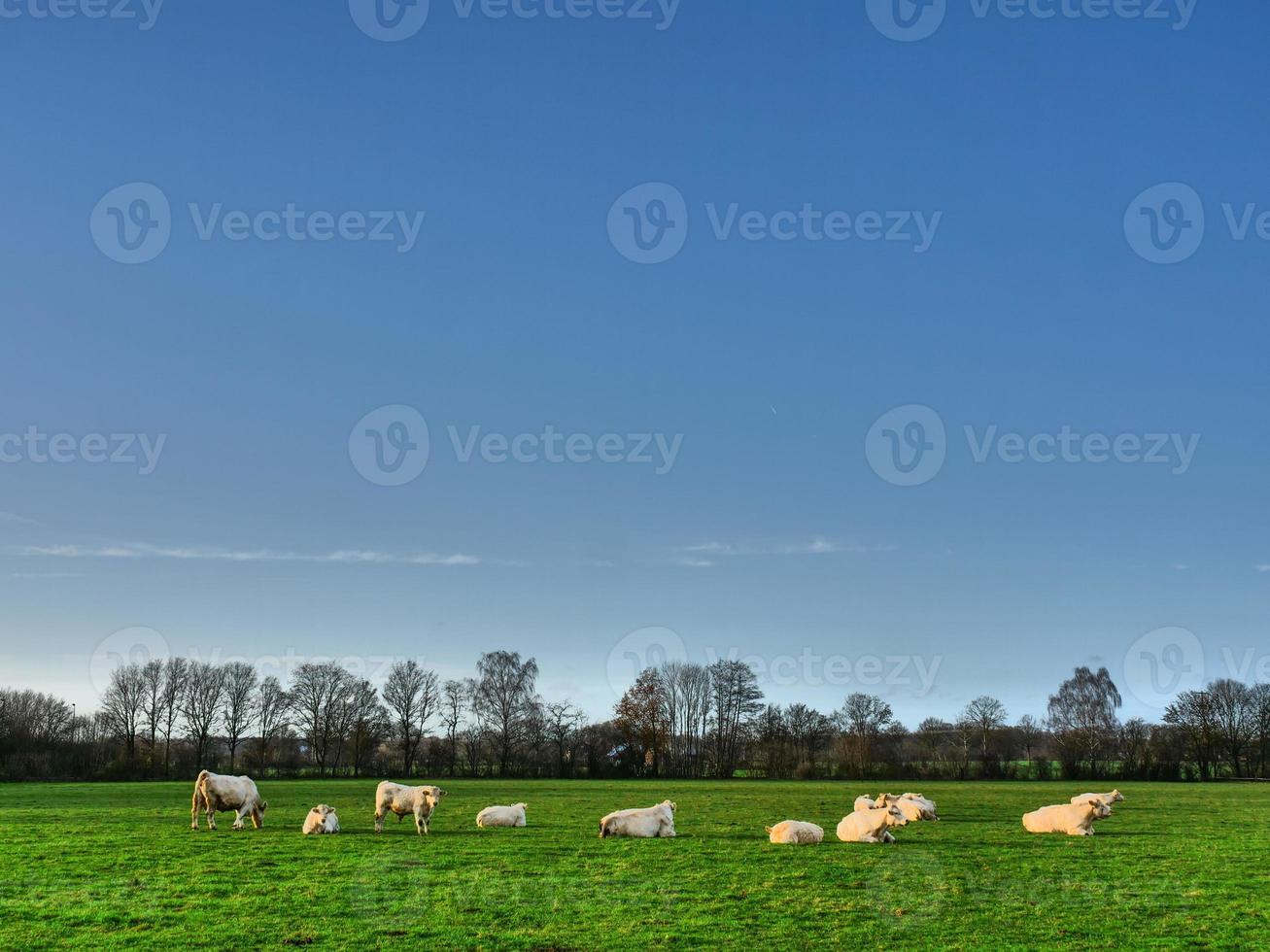 kor på en äng i Westfalen foto