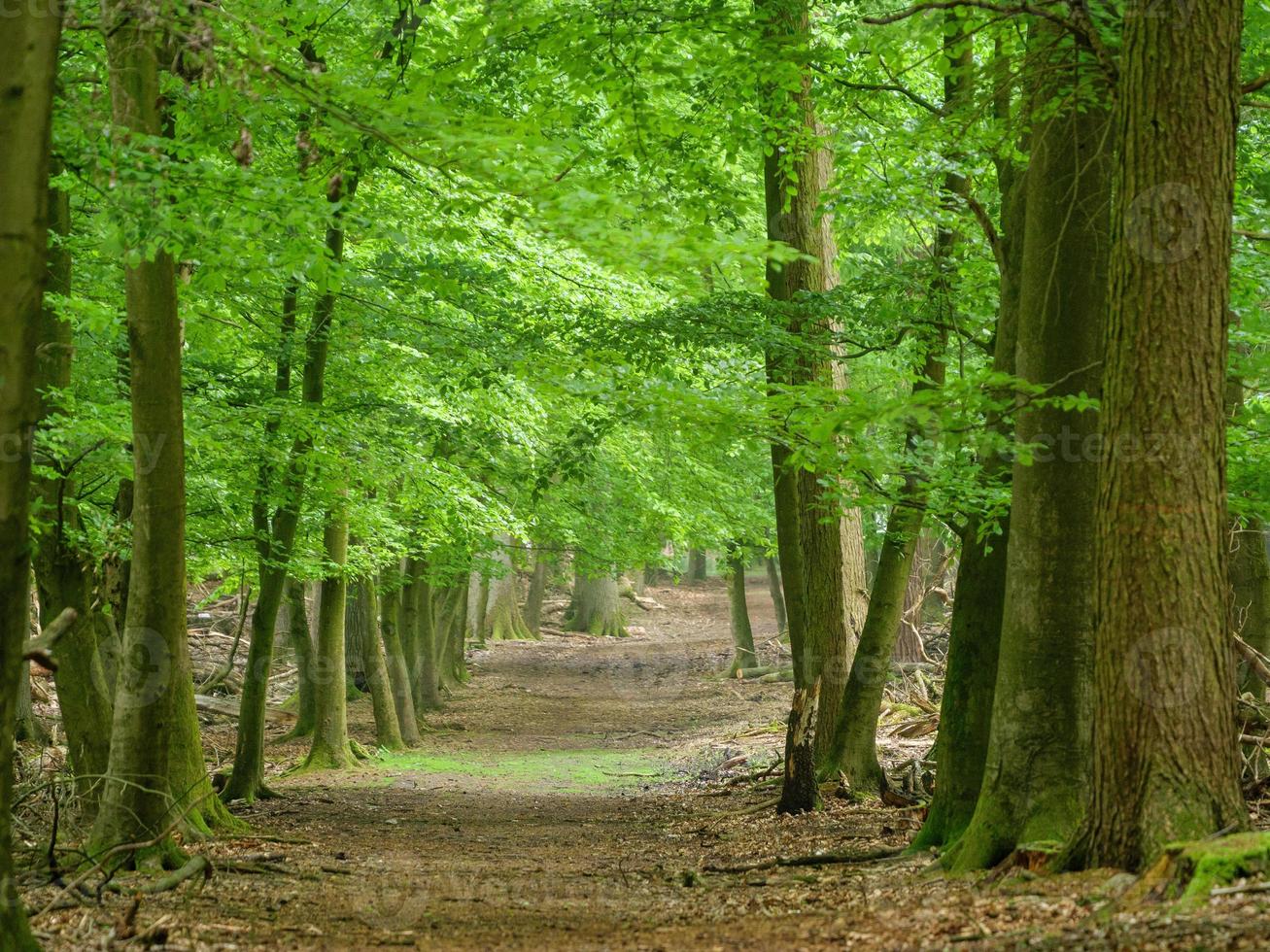 vandring i Westfalen nära duellmän foto