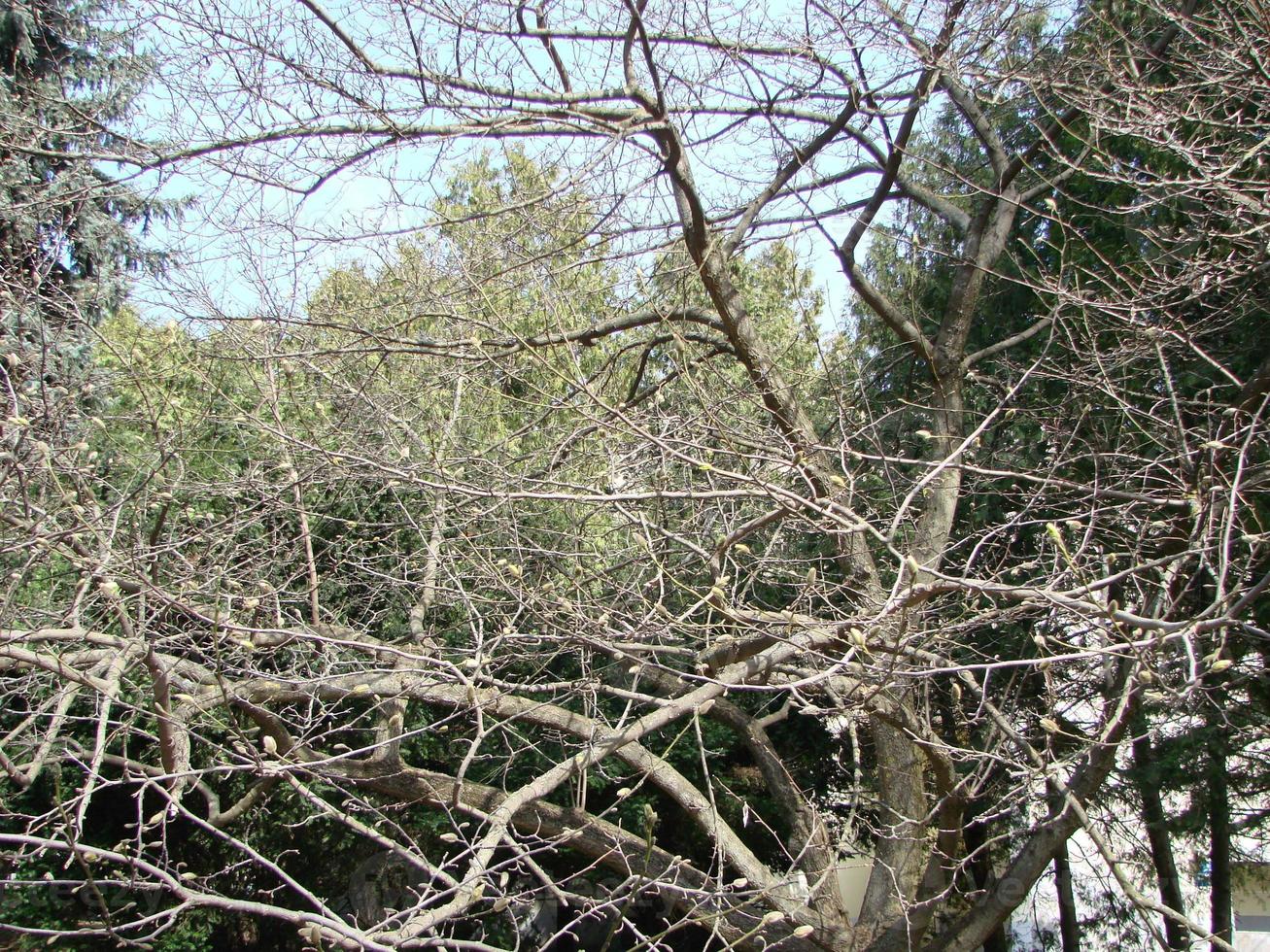 en skön magnolia träd med knoppar och blomning rosa blommor. de begrepp av de kommande av vår foto