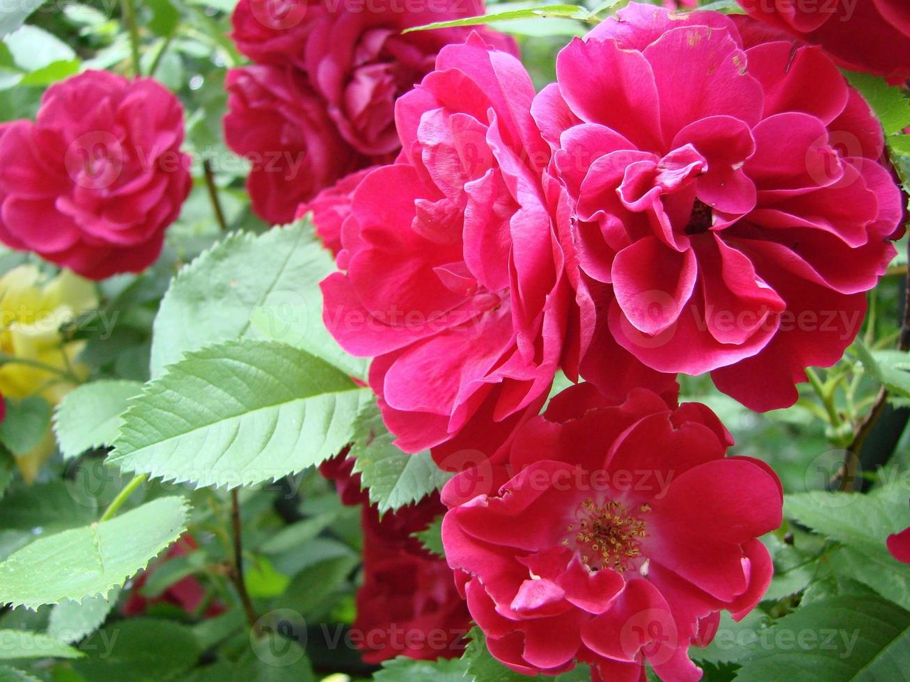 lockigt röd reste sig, enorm blomställningar, trädgård, vår, foto