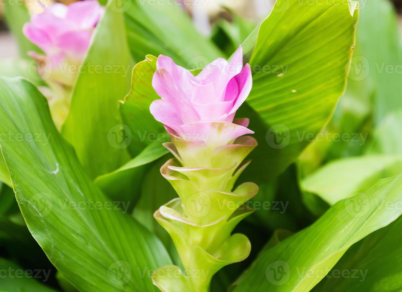 siam tulpanblomma eller curcuma alismatifolia foto