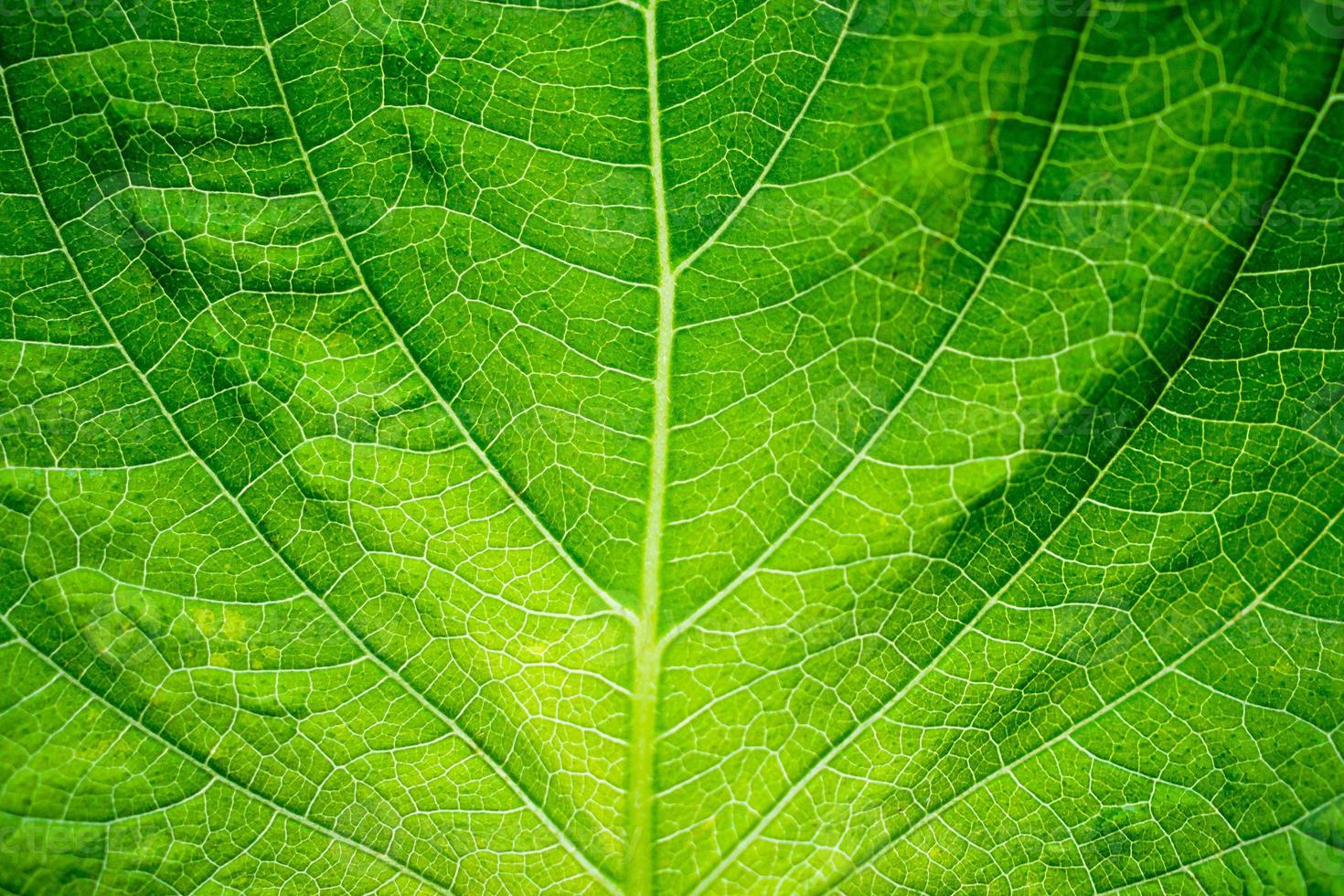 grön blad textur bakgrund närbild foto