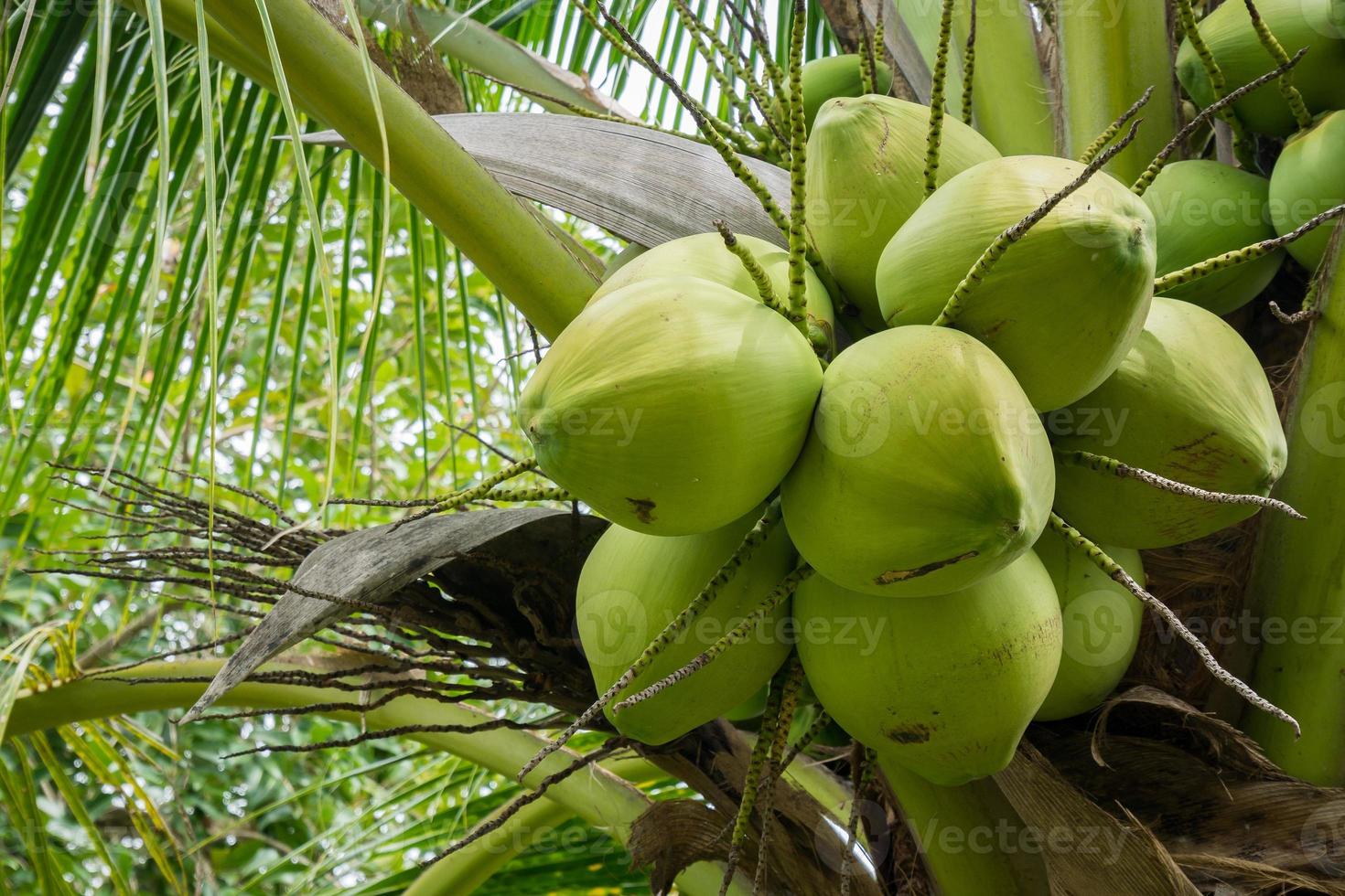 färsk kokosnötkluster på kokosnötträd foto