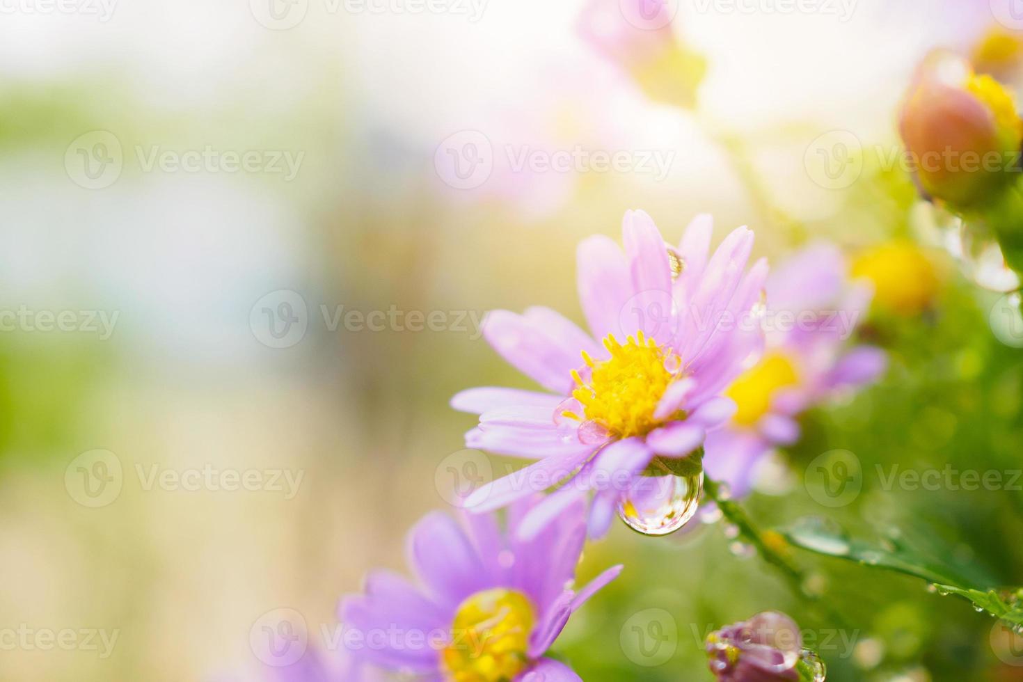 skön färsk daisy blommor med vatten droppar på grön äng foto