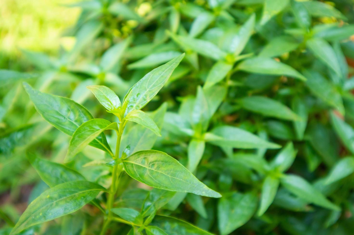 närbild andrographis paniculata växtblad ayurveda örtmedicin foto