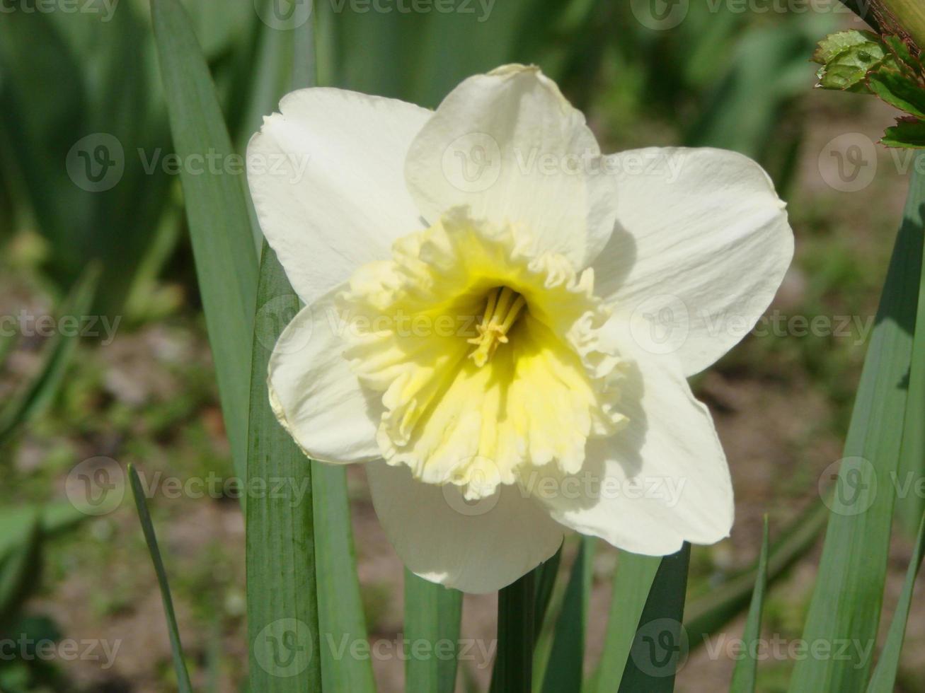 narciss blommor blomma säng med drift gul. vit dubbel- påsklilja blommor narcissi påskliljor. foto