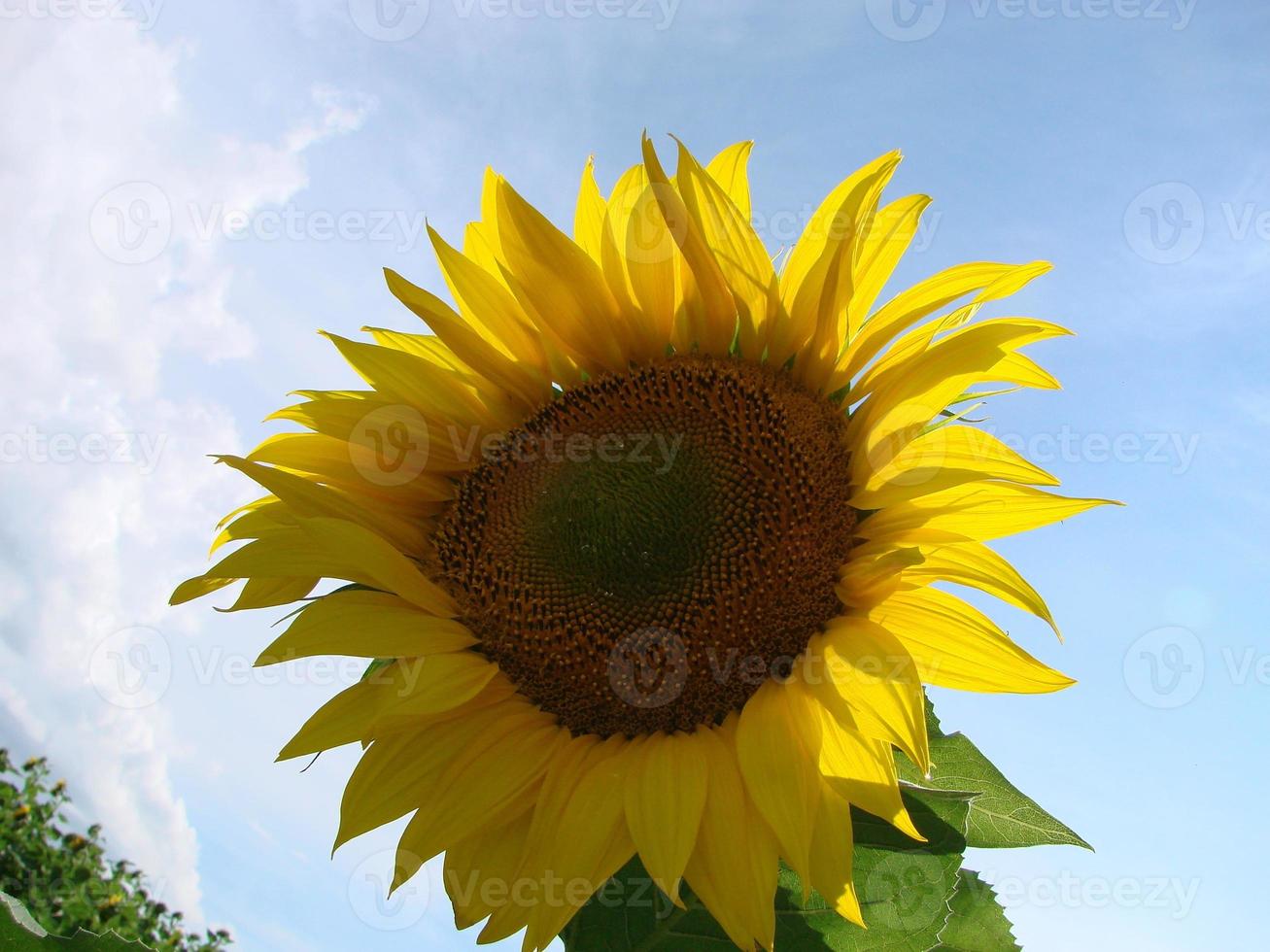 solrosor växa i de fält i de sommar av de bakgrund av de blå himmel. närbild foto