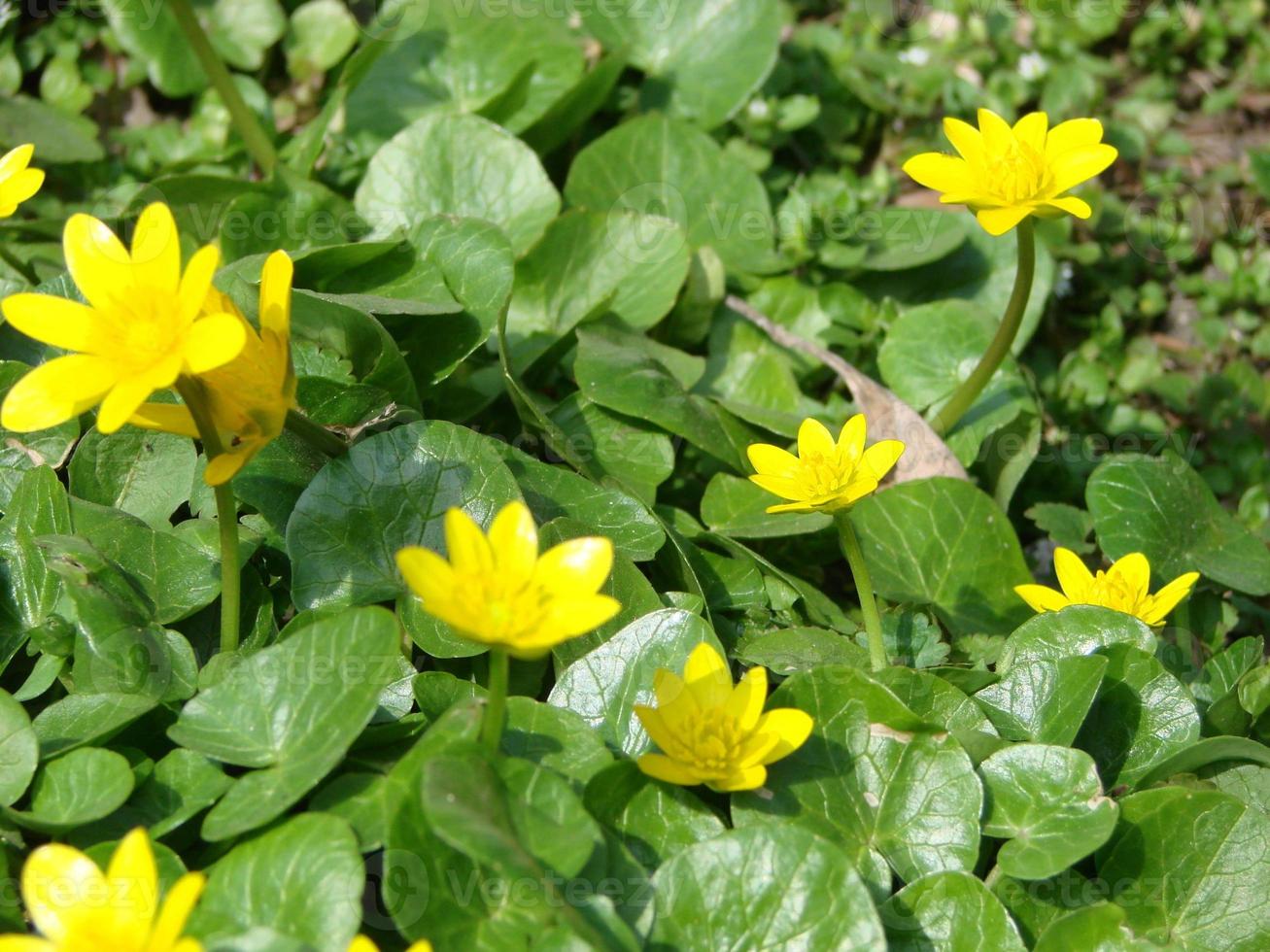 ficaria verna, vanligen känd som mindre celandine eller pilwort, är en perenn blommande växt i de smörblomma familj ranunculaceae foto