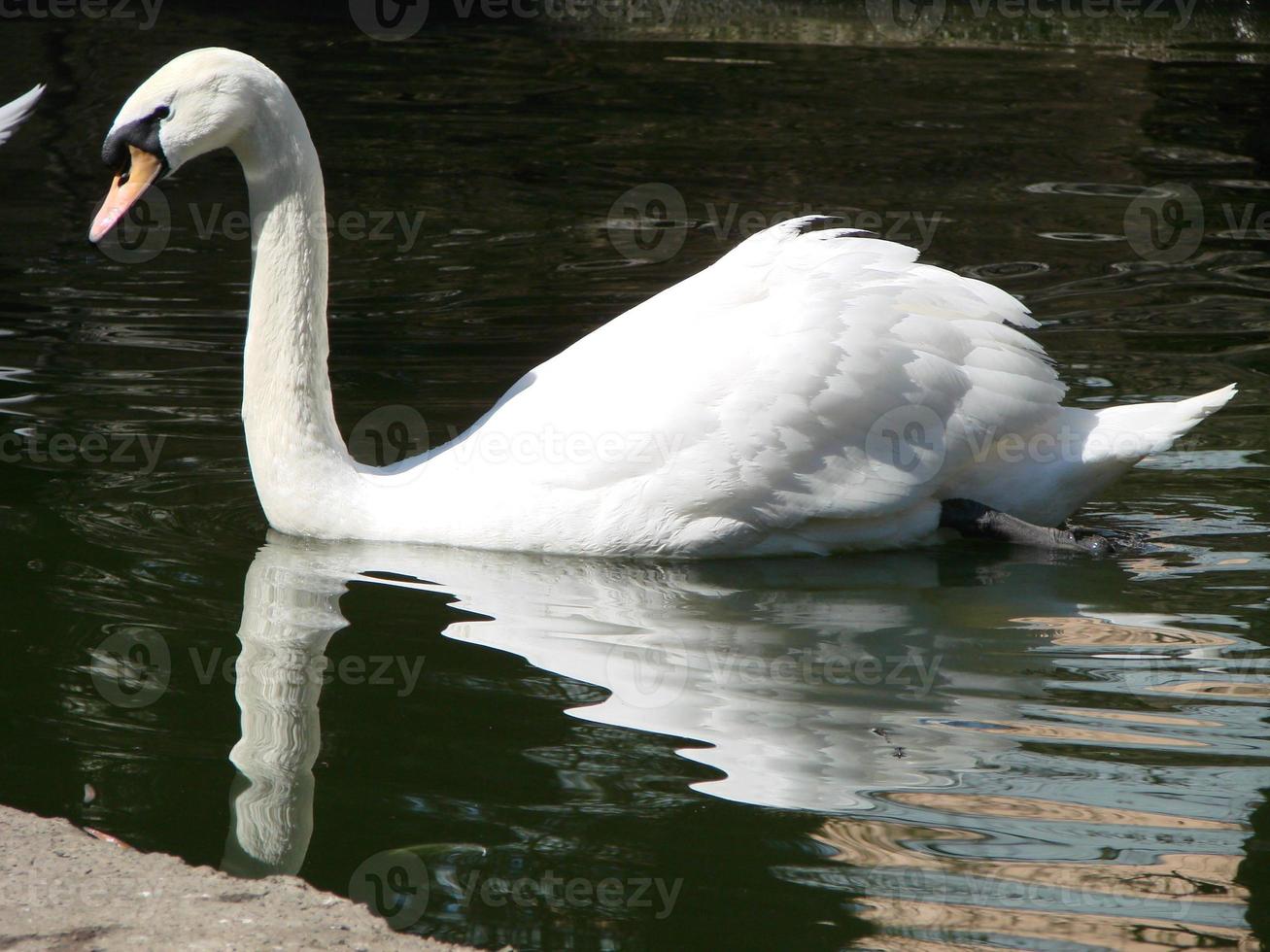 skön svan på en kristall klar blå flod reflexion foto