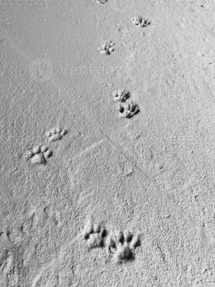 betong golv med hund fotspår och katt fotspår gående på. foto