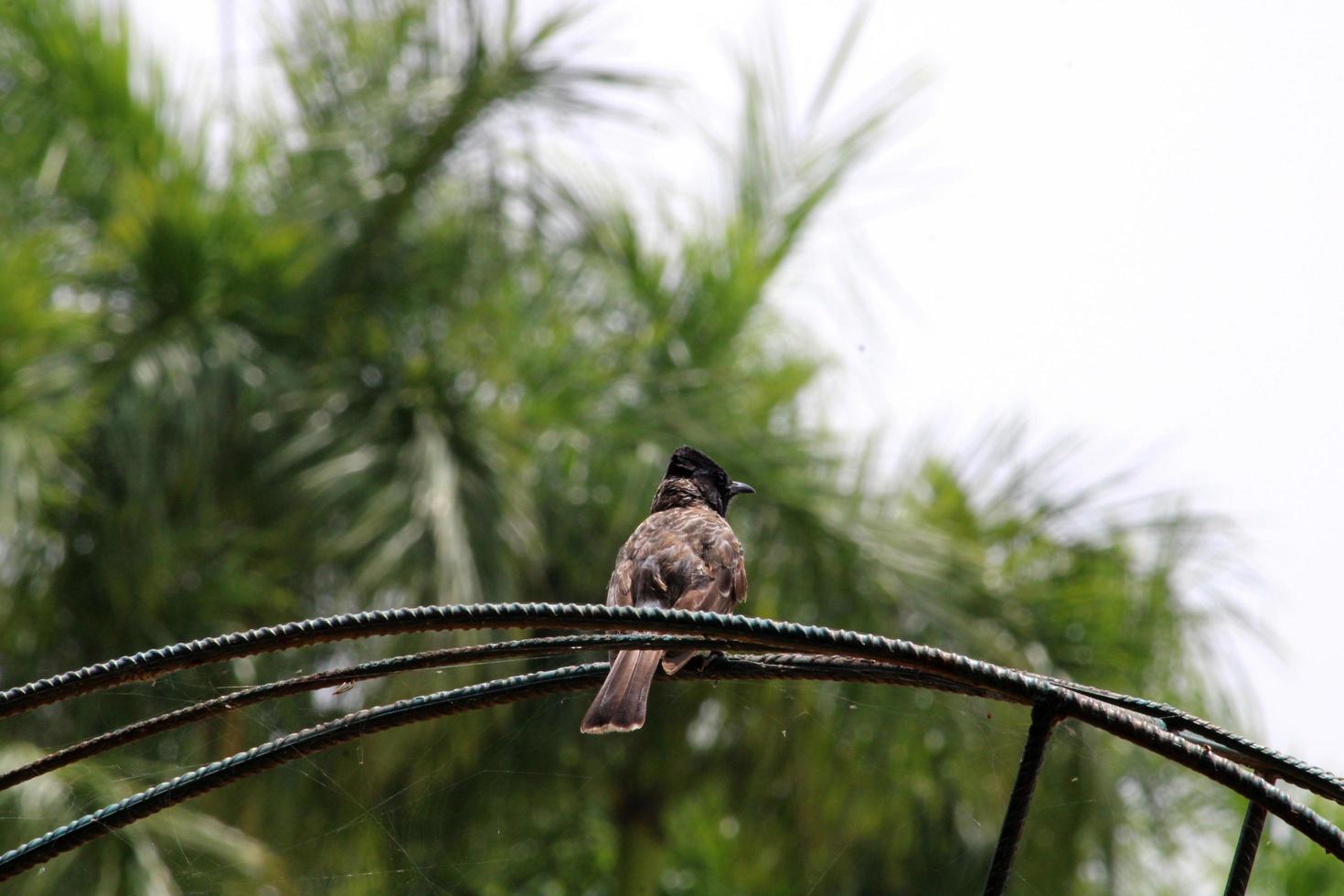 röd ventilerat bulbul fågel. foto