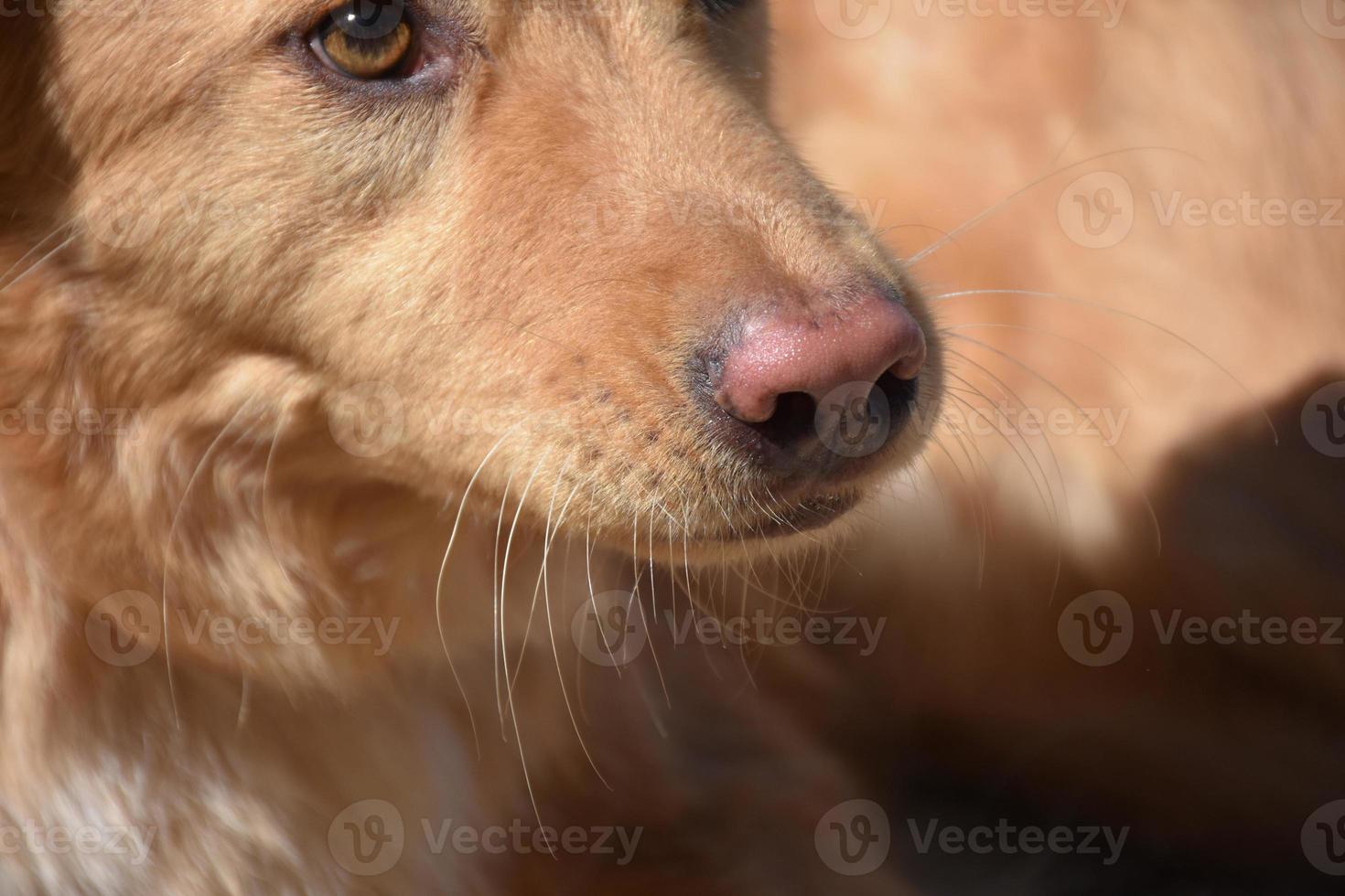 stänga upp se på de polisonger av en Anka vägtullar retriever foto