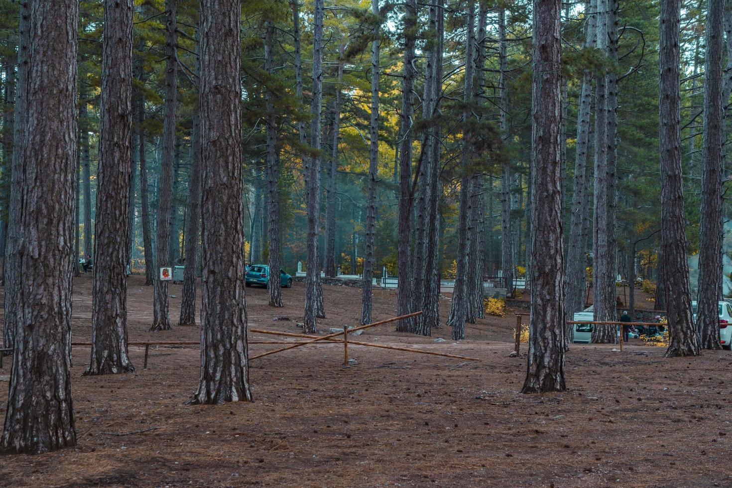 tall skog i regnig höst morgon. höst landskap foto
