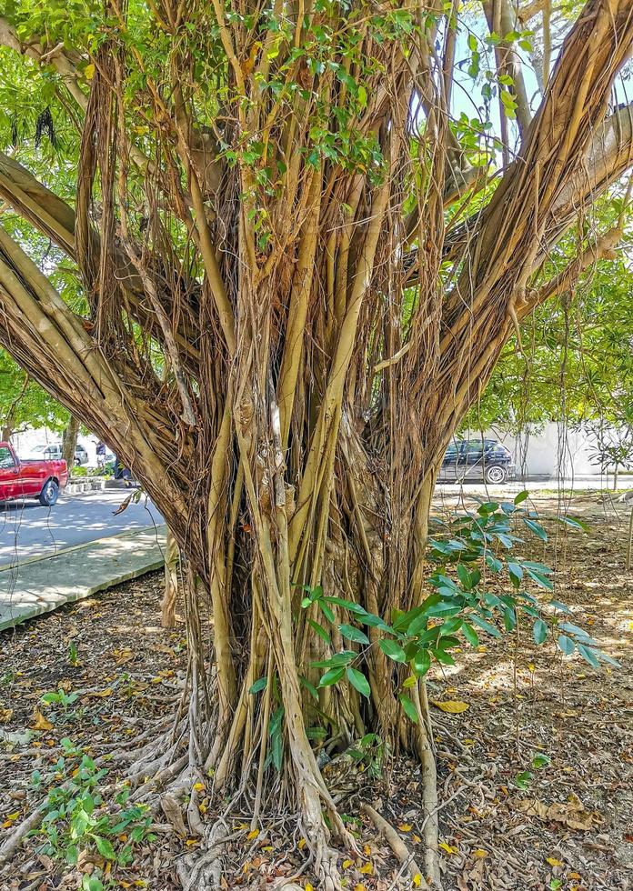 enorm skön ficus maxima fikon träd playa del carmen Mexiko. foto