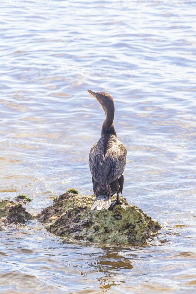 neotropis långstjärtad skarv på sten sten på strand Mexiko. foto