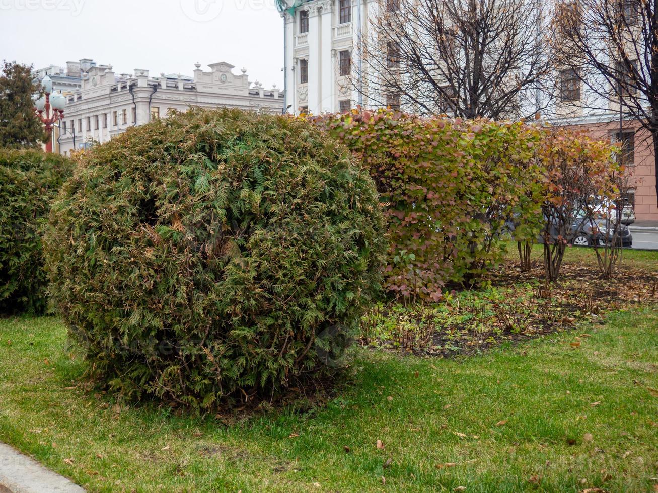 klippt buskar i de form av en boll. höst öva. foto