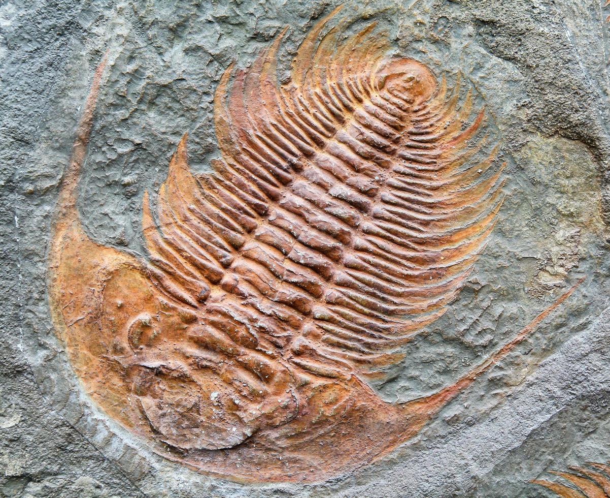 fossiliserade djur- - trilobit fossill. foto